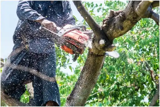 tree services Lakeside City